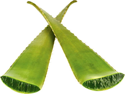 מי עלי אלוורה ברבדנסיס